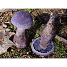 Мицелий Паутинника фиолетового (Cortinarius violaceus)